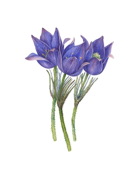 Ilustración acuarela de anémona Pulsatilla patens Primavera flor azul sobre un fondo blanco