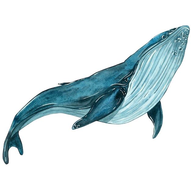 Ilustración de acuarela con una ballena azul en movimiento aislada sobre un fondo blanco