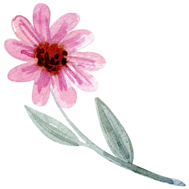 Ilustración en acuarela de un boceto de flores aislado sobre un fondo blanco