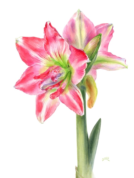 Ilustración de acuarela botánica dibujada a mano de la flor de amaryllis aislada sobre un fondo blanco