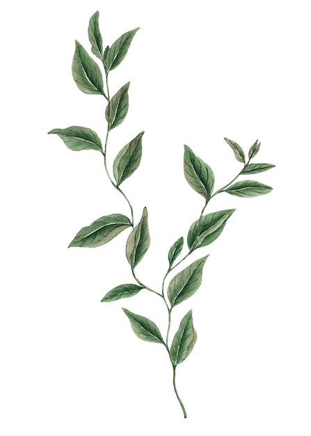 Ilustración acuarela botánica de rama de liana con hojas