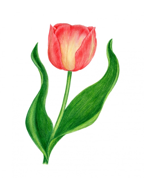 Ilustración de acuarela botánica vintage tulipán rojo