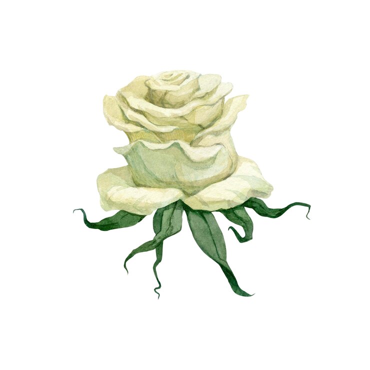 Ilustración en acuarela de un brote de rosa blanca