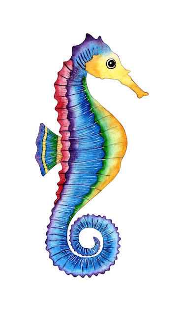 Ilustración acuarela de un caballito de mar arco iris Pez rayo de mar Habitantes del océano aislado en blanco