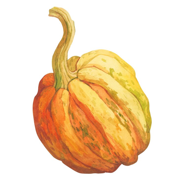Ilustración acuarela de calabaza de otoño aislada sobre fondo blanco