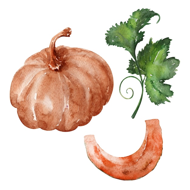 Ilustración acuarela con calabazas y hojas.