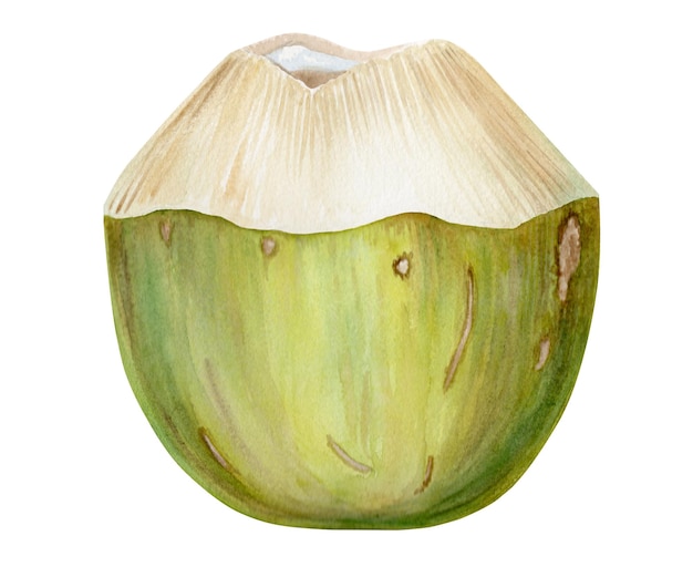 Foto ilustración acuarela de un coco cortado color verde trabajo hecho a mano aislado