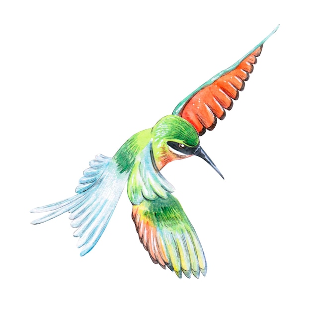 Ilustración de acuarela de colibrí aislado sobre fondo blanco