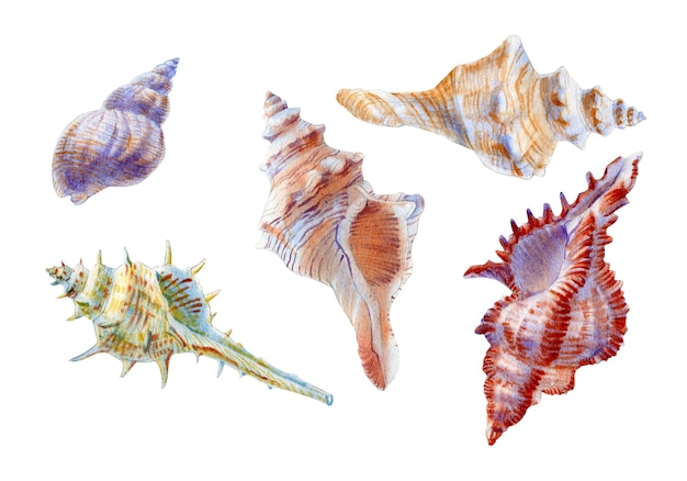 Ilustración acuarela de conchas marinas aisladas sobre fondo blanco