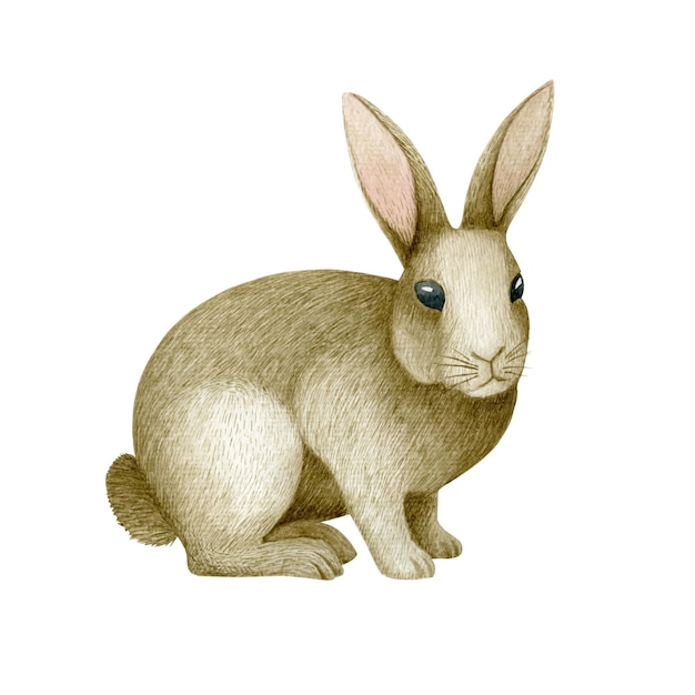 Ilustración acuarela de conejo