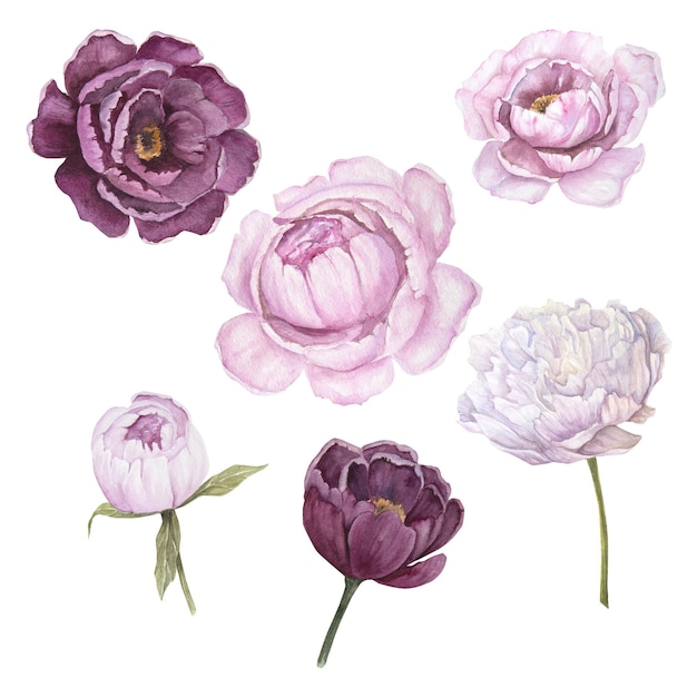 Ilustración acuarela de conjunto de flores de peonía rosa aislado