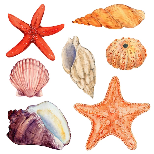 Ilustración acuarela dibujada a mano de las conchas