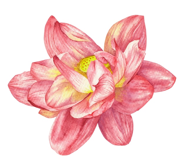 Ilustración a acuarela dibujada a mano de la flor de loto