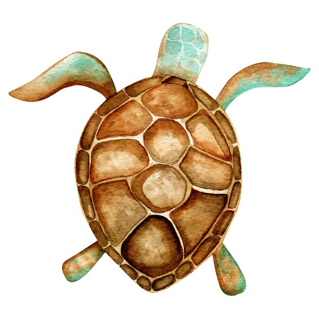 Ilustración en acuarela dibujada a mano tortuga marina mundo submarino clipart