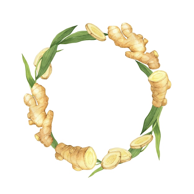 Ilustración en acuarela de la especia jengibre media hoja y flor Corona dibujada a mano Raíz de jengibre para diseño de alimentos Hierba y especia de cocina