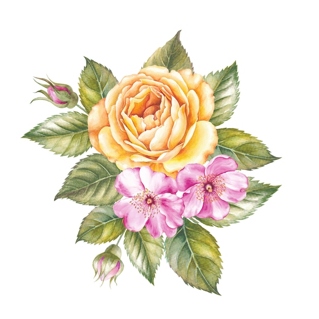 Ilustración acuarela de flor color de rosa.