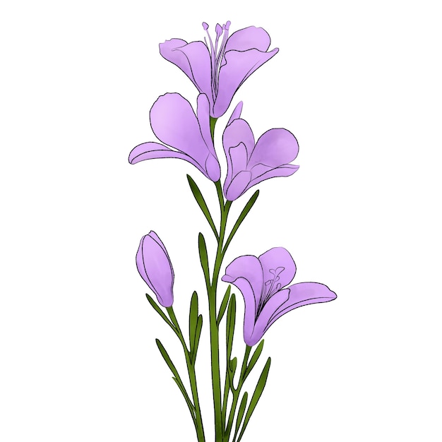 Ilustración en acuarela de una flor de freesia púrpura sobre un fondo blanco