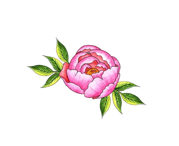 Ilustración en acuarela de la flor y las hojas de la peonía rosa Composición botánica aislada del fondo Gran patrón para cocina decoración del hogar papelería invitaciones de boda textiles
