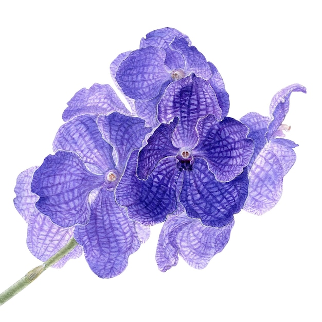 Ilustración acuarela de flor de orquídea azul con tallo verde