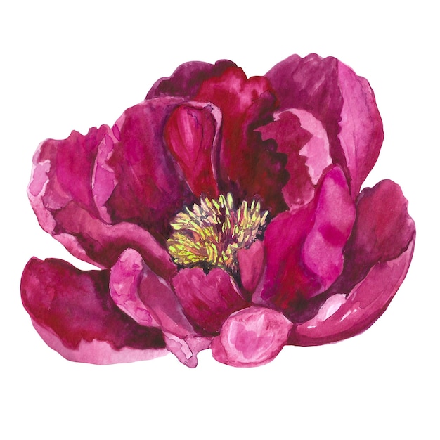 Ilustración acuarela de flor de peonía rosa magenta aislada sobre fondo blanco