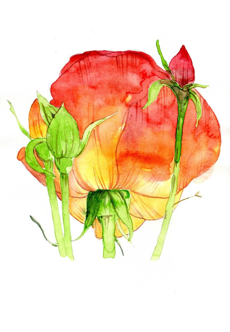 Ilustración acuarela de flor rosa