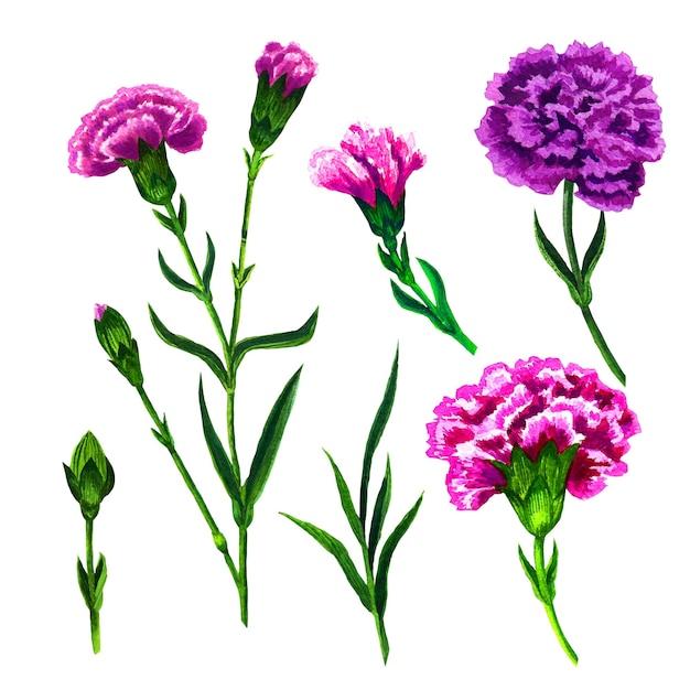 Ilustración en acuarela de flores y hojas