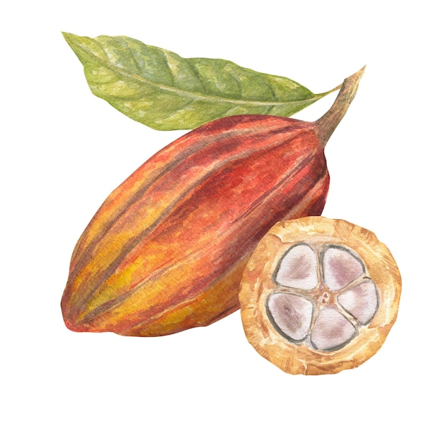 Ilustración en acuarela de fruta de cacao cortada llena de semillas de cacao Ilustración dibujada a mano aislada Apta para el diseño de envases menú