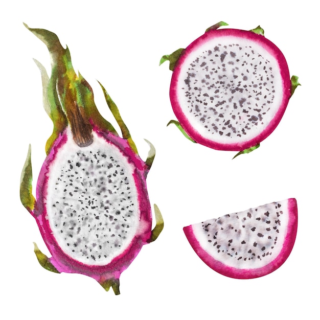 Foto ilustración en acuarela de la fruta del dragón rojo mitad de pitahaya con rebanadas composición botánica para productos exóticos vegetarianos imprime pegatinas