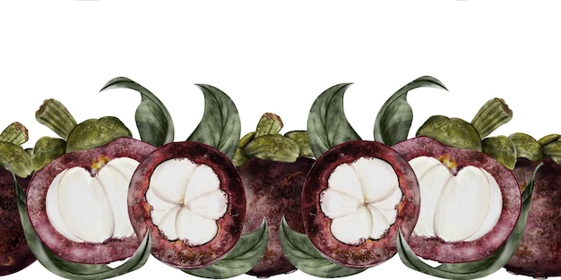 Ilustración en acuarela de fruta de mangostán dibujo a mano de la frontera de la fruta tropical aislado en blanco