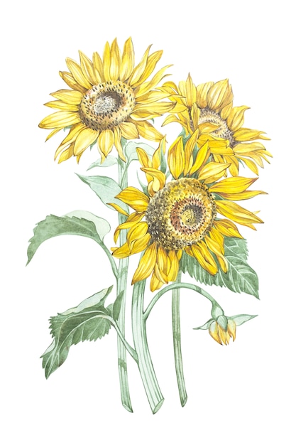 Ilustración en acuarela de un girasol. tarjeta floral con flores. ilustración botánica