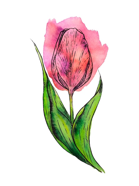 Ilustración de acuarela con gráficos de un tulipán rosa aislado sobre fondo blanco