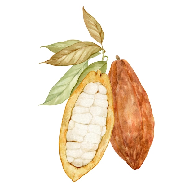 Ilustración de acuarela de granos y hojas de cacao maduros aislados del fondo