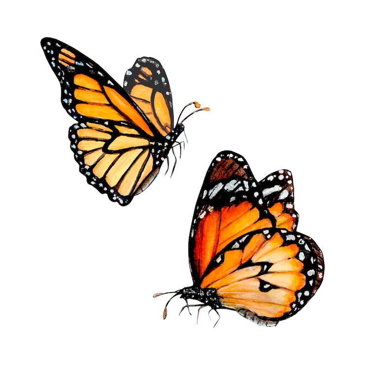 Foto ilustración acuarela de hermosas mariposas de cola de golondrina naranja y marrón