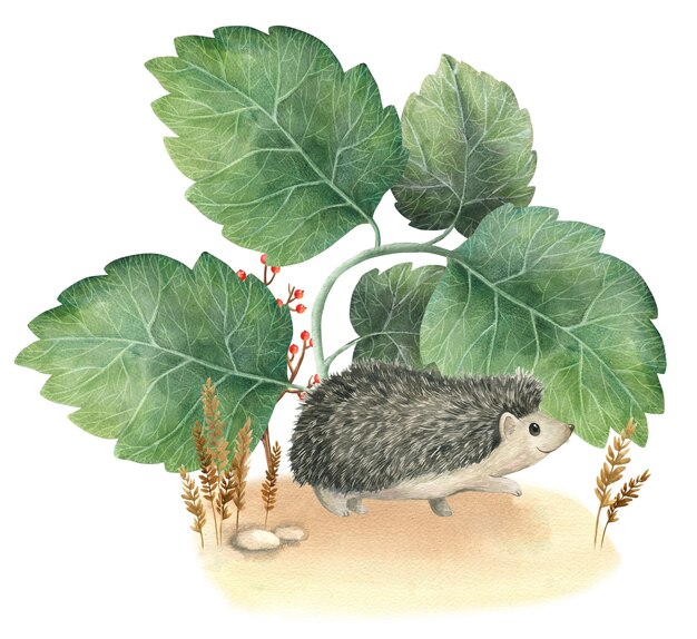 Ilustración acuarela de historias de Hedgehog Woodland