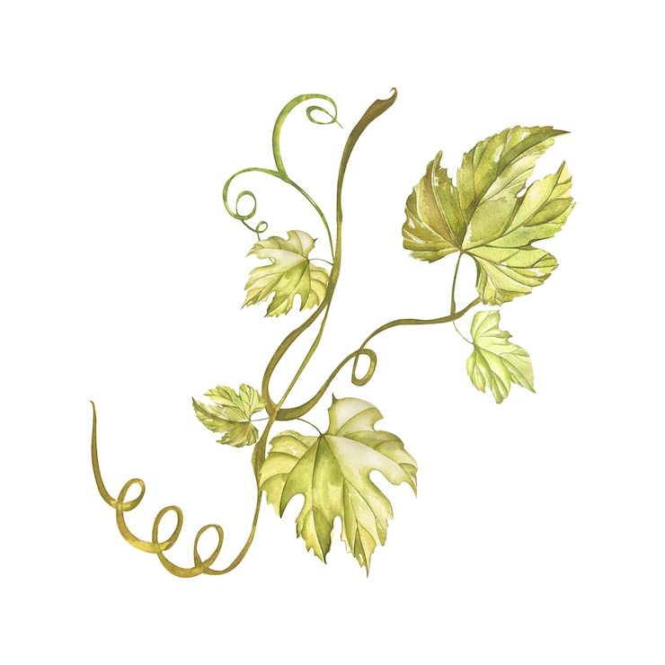 Foto ilustración en acuarela de hoja de vid dibujada a mano árbol de uva aislado en el fondo blanco