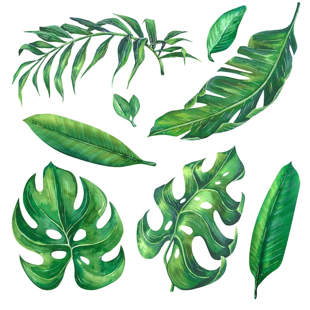 Ilustración acuarela de hojas dibujadas a mano de plantas tropicales Monstera hamedorea plumeria banana palm Elementos decorativos para impresiones decoraciones postales carteles