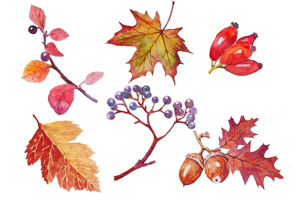 Ilustración acuarela de hojas de otoño amarillas y rojas