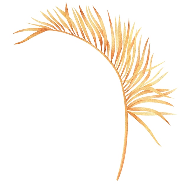 Ilustración en acuarela de hojas de palma secas en estilo boho clipart de ramas tropicales secas mano floral exótica