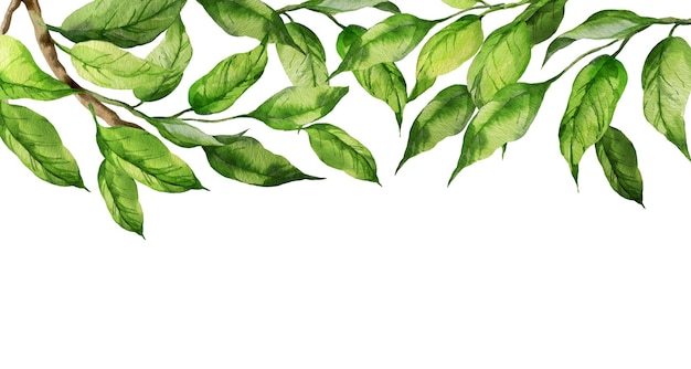 Ilustración en acuarela de hojas verdes en una rama de ramas de melocotón o albaricoque nectarino boceto de elemento de la naturaleza aislado en fondo blanco