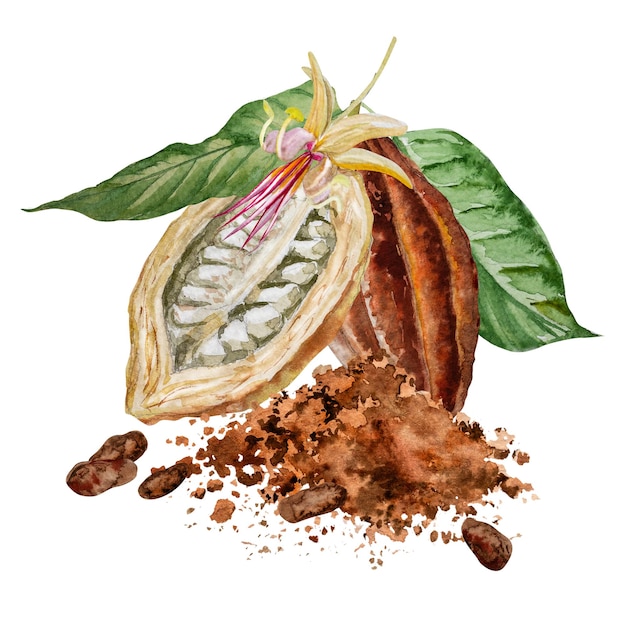 Ilustración en acuarela de ingredientes de cacao de chocolate con granos de cacao, vainas de cacao frescas y masa de cacao