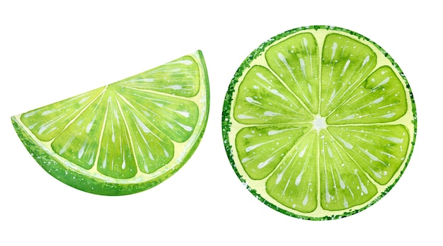 Ilustración acuarela de lima aislada de frutas dibujadas a mano