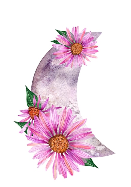 Ilustración en acuarela de luna dibujada a mano con flores de equinácea Clipart mágico botánico