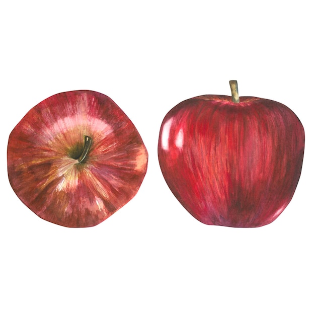 Ilustración acuarela de una manzana roja desde el costado y la parte superior. La composición está aislada y dibujada a mano.