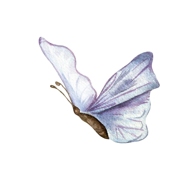 Ilustración de acuarela de mariposa azul prado aislado en blanco