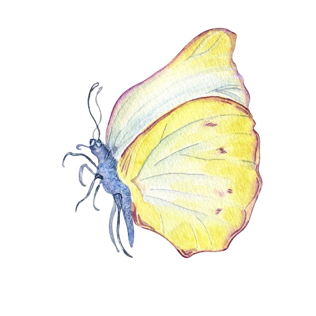 Ilustración de acuarela de mariposa de pradera sobre fondo blanco