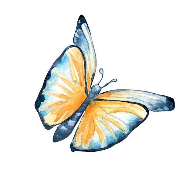 Ilustración de acuarela de mariposa de pradera sobre fondo blanco