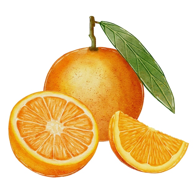 Ilustración de acuarela naranja en un fondo blanco ingrediente para recetas de vino caliente de jugo