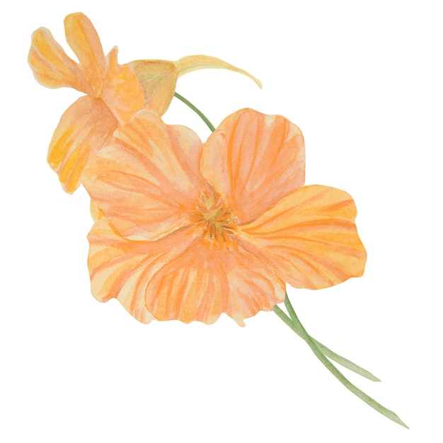 Ilustración de acuarela de nasturtium naranja dibujada a mano pintura botánica boceto floral flowe de colores