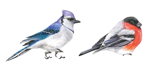 Ilustración acuarela de pájaro azul jay