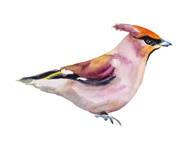 Ilustración de acuarela de pájaro Waxwing. Dibujado a mano realista. Pájaro aislado sobre fondo blanco.